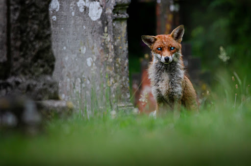 A fox sitting in a cemetery
